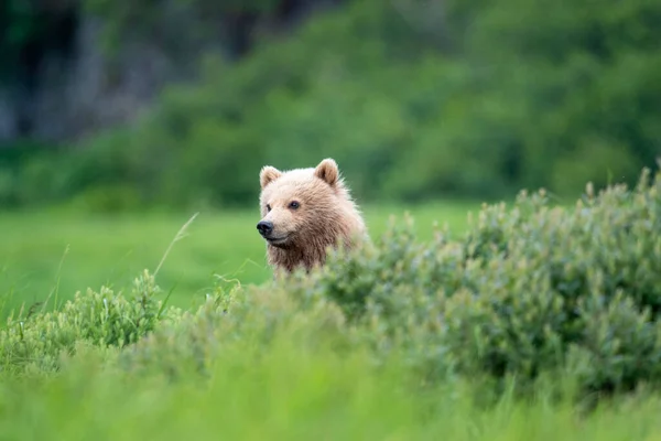 Alaskan Brown Bear Cub Mcneil River State Game Sanctuary Refuge — Stockfoto