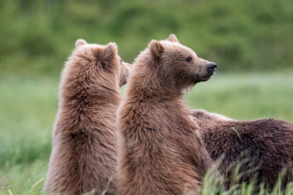 Two Alaskan Brown Bear Cubs Stand Hind Legs Watch Large —  Fotos de Stock