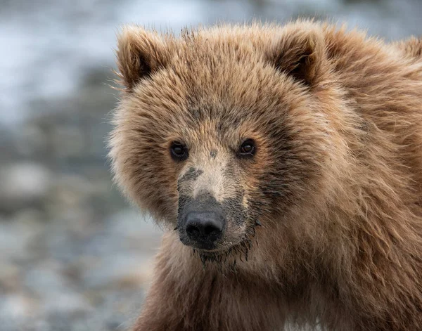 Alaska Bruine Beer Zeug Met Modder Zijn Snuit Van Klauteren — Stockfoto