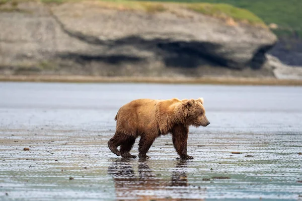 An Alaskan brown bear walks  across mudflats of Akumwarvik Bay in McNeil River State Game Sanctuary and Refuge.