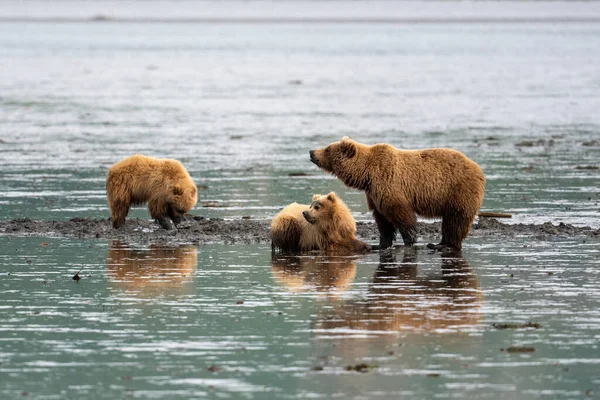 Alaskan Brown Bear Sow Two Cubs Clamming Mudflats Akumwarvik Bay — Photo