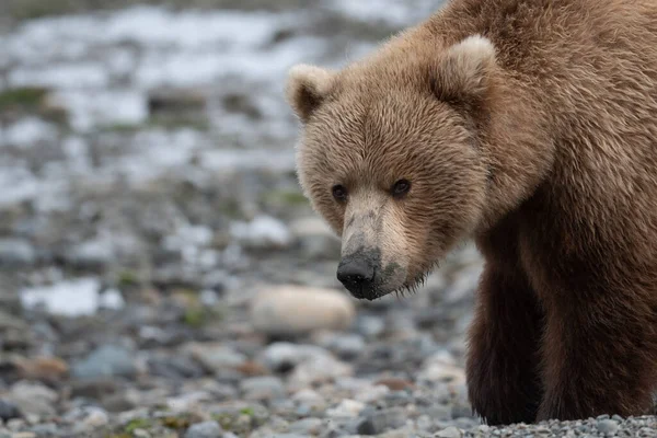 Alaskański Niedźwiedź Brunatny Siać Błotem Pysku Małży Spacery Wzdłuż Brzegu — Zdjęcie stockowe