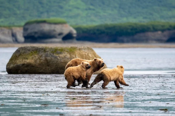 Alaskan Brown Bear Sow Two Cubs Run Mudflats Akumwarvik Bay — Stockfoto