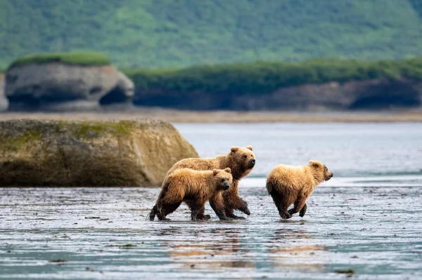 Alaskan Brown Bear Sow Two Cubs Run Mudflats Akumwarvik Bay — Stock Photo, Image