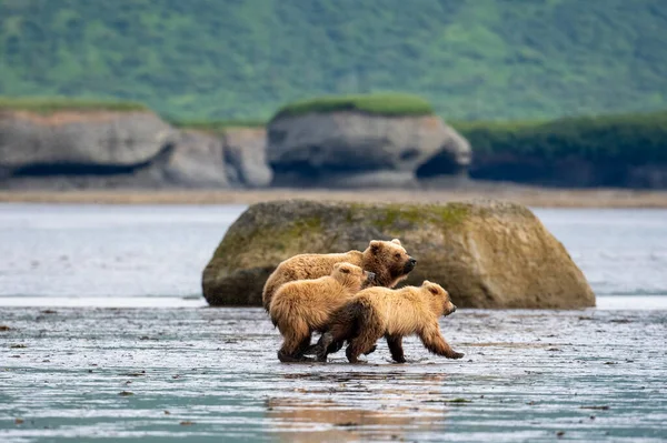 Alaskan Brown Bear Sow Two Cubs Run Mudflats Akumwarvik Bay — Foto Stock