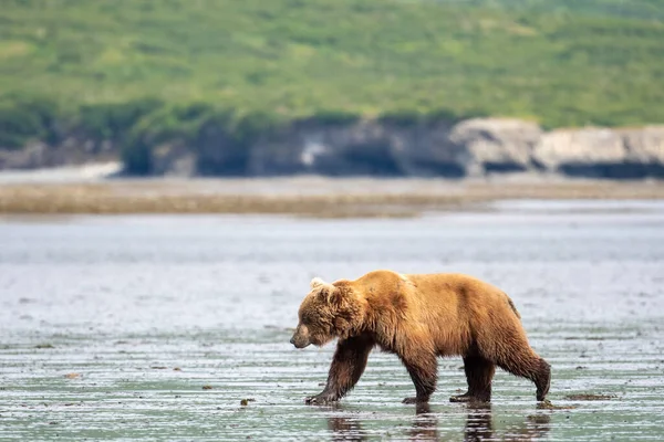 An Alaskan brown bear walks  across mudflats of Akumwarvik Bay in McNeil River State Game Sanctuary and Refuge.
