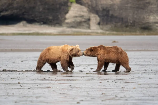 Two Alaskan Brown Bears Meet Face Face Mudflats Mcneil River — Stockfoto