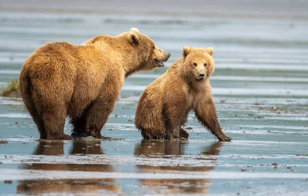 Alaskan Brown Bear Mudflats Mcneil River State Game Sanctuary Refuge — Stockfoto