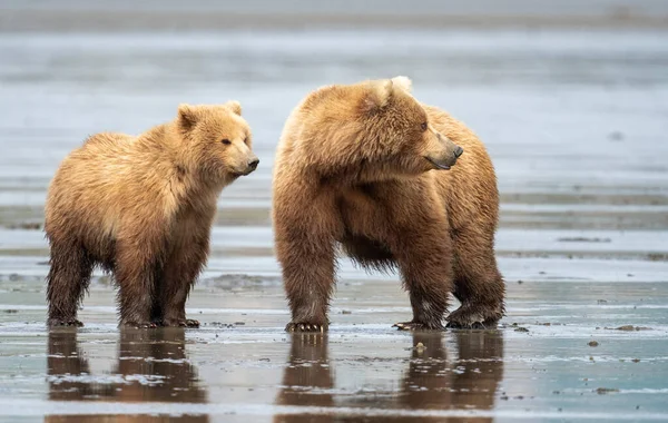 Аляскинский Бурый Медведь Грязевых Платформах Заповеднике Макнил Ривер — стоковое фото