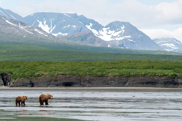 An Alaskan brown bear on mudflats in McNeil River State Game Sanctuary and Refuge