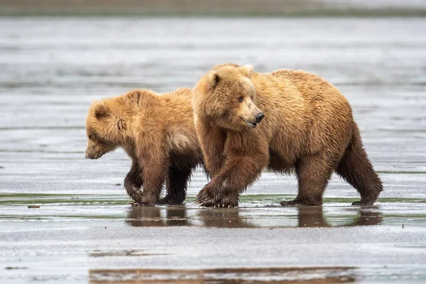 Alaskan Brown Bear Mudflats Mcneil River State Game Sanctuary Refuge — Stock fotografie