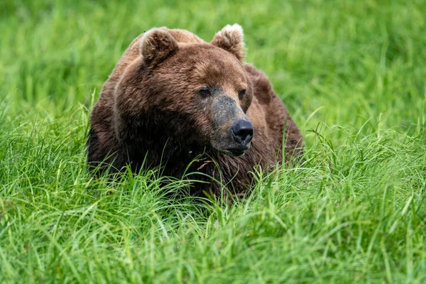 Alaskan Brown Bear Feeding Mcneil River State Game Sanctuary Refuge — Foto de Stock