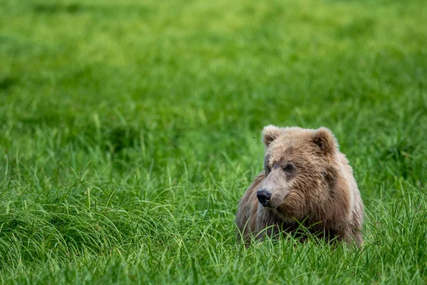 Alaskan Brown Bear Feeding Mcneil River State Game Sanctuary Refuge — Stock Photo, Image