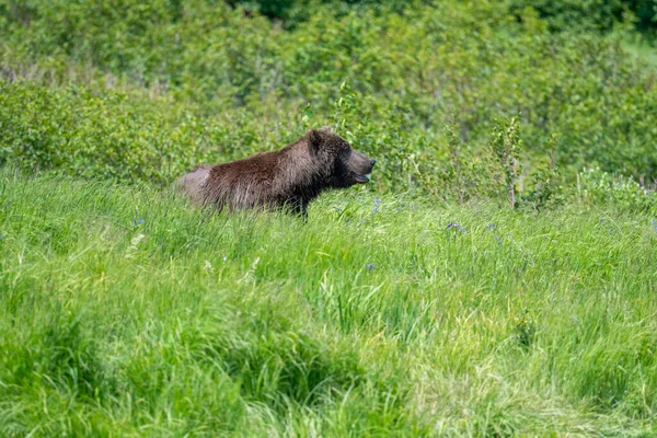 Alaskan Brown Bear Feeding Mcneil River State Game Sanctuary Refuge — Stockfoto