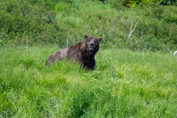 Alaskan Brown Bear Feeding Mcneil River State Game Sanctuary Refuge — Stockfoto