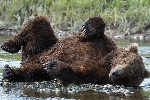 Alaskan Brown Bear Rolling While Resting Shore Mikfik Creek Mcneil — Fotografia de Stock