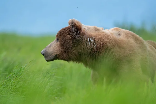 Alaskan Brown Bear Moving Trail Mcneil River State Game Santuary — Stockfoto
