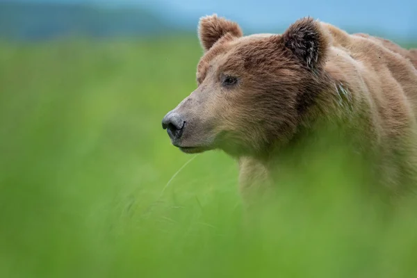 Alaskan Brown Bear Moving Trail Mcneil River State Game Santuary — Stock fotografie