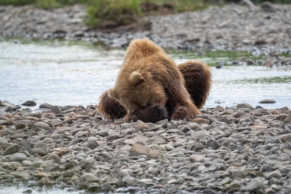 Alaskan Brown Bear Uses Its Paw Cover Its Face While — Stock Photo, Image