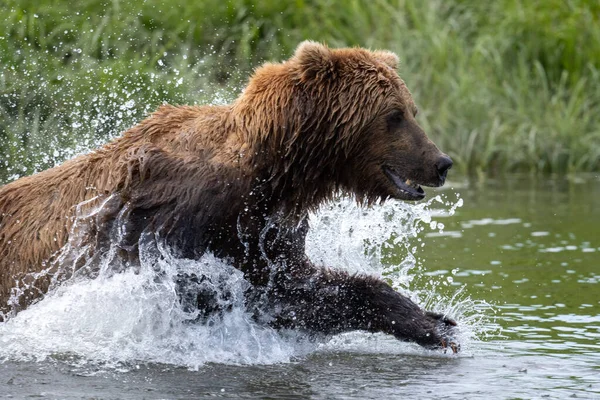 Alaskan Brown Bear Lunging Attempt Catch Salmon Mikfik Creek Mcneil — Stock Photo, Image