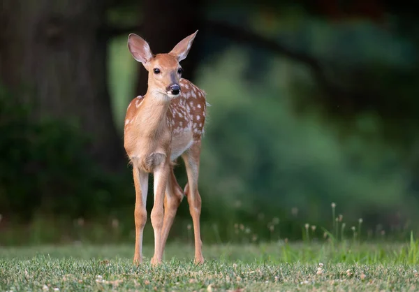 White Tailed Deer Fawn Spots Open Meadow Summer Morning — 图库照片
