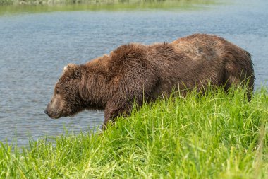 Alaskan brown bear walking along the shore of Mikfik Creek in McNeil River State Game Refuge and Sanctuary.