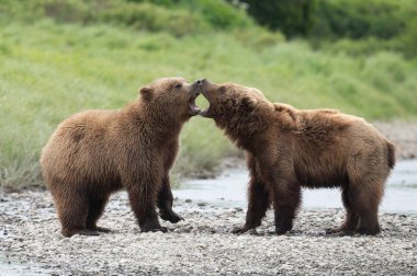 McNeil River Eyalet Oyun Sığınağı 'ndaki Mikfik Deresi kıyısında karşı karşıya olan iki genç Alaska kahverengi ayısı..