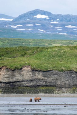 An Alaskan brown bear walks through the mudflats of Akumwarvik Bay in McNeil River State Game Sanctuary and Refuge.