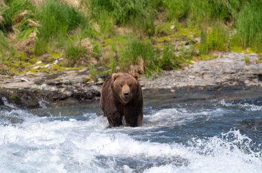Alaska kahverengi ayısı McNeil Nehri Eyalet Mabedi 'nde somon avlamak için şelalenin akıntılarında duruyor.