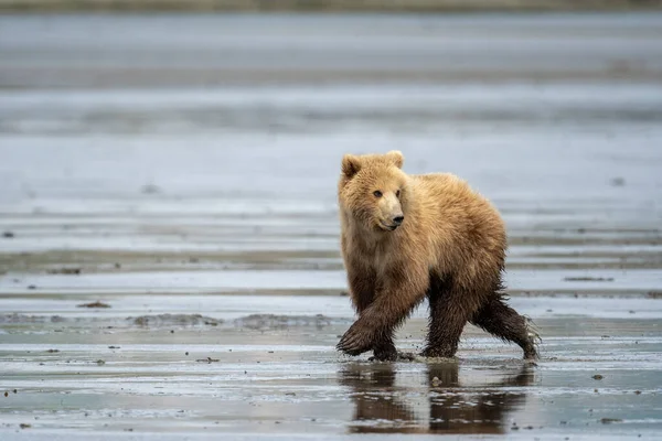 マクニール川州立ゲームサンクチュアリと避難所で泥の上で実行されているアラスカの茶色のクマの赤ちゃん — ストック写真