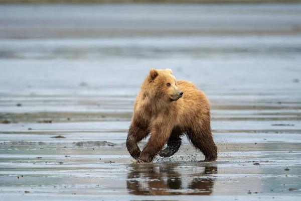 Alaskan Brown Bear Cub Running Mud Flat Mcneil River State — Stock Photo, Image