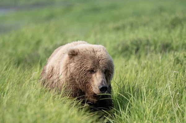 Portrait Alaskan Brown Bear Walking Field Mcneil River State Game — Stock Photo, Image