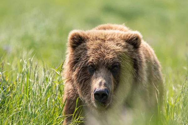 Portrait Alaskan Brown Bear Walking Field Mcneil River State Game — Foto de Stock