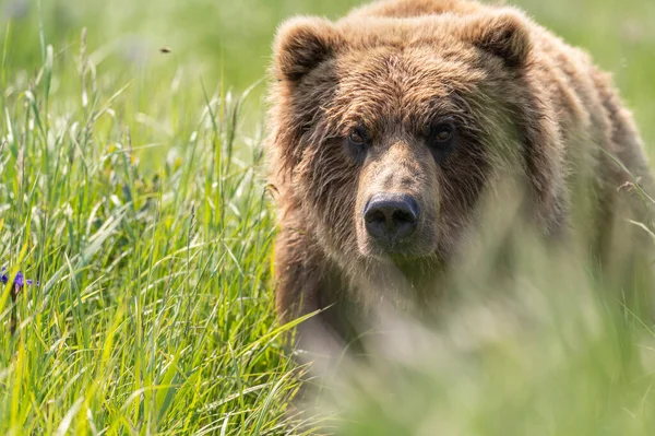 Portrait Alaskan Brown Bear Walking Field Mcneil River State Game — Foto Stock