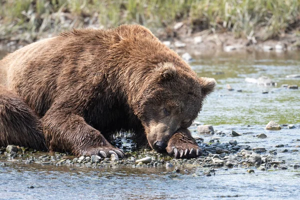 Alaska Brunbjörn Ligger Den Klippiga Stranden Mikfik Creek Mcneil River — Stockfoto