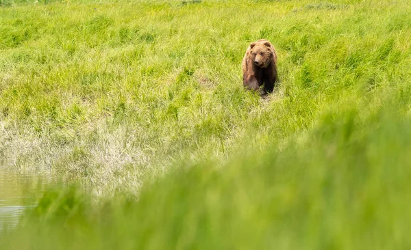 Alaskan Brown Bear Feeding Mcneil River State Game Sanctuary Refuge — Fotografia de Stock