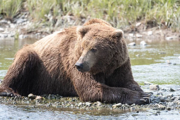 阿拉斯加棕熊躺在Mcneil River国家野生动物保护区和庇护所Mikfik Creek的岩石海岸上 — 图库照片