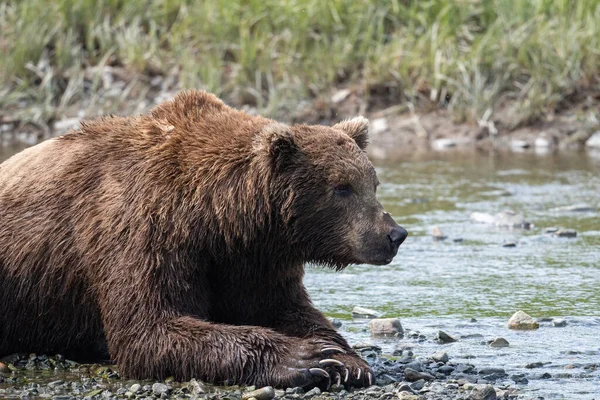 Urso Marrom Alasca Deitado Costa Rochosa Mikfik Creek Mcneil River — Fotografia de Stock