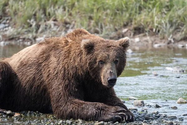 Alaska Brunbjörn Ligger Den Klippiga Stranden Mikfik Creek Mcneil River — Stockfoto