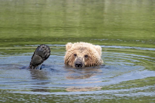 若いアラスカの茶色のクマリラックスし マクニール川国立ゲーム保護区と難民で水からその足でMikfikクリークで遊んで — ストック写真