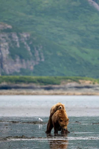 Alaskan Brown Bears Mating Mud Flats Mcneil River State Game — Foto de Stock