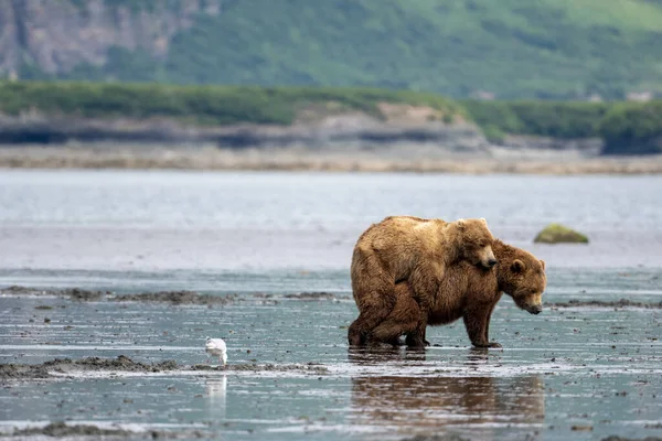 Алясці Бурі Ведмеді Спаровуються Вздовж Глиняних Квартир Заповіднику Притулку Річці — стокове фото