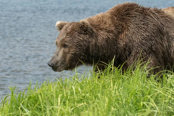 Alaskan Brown Bear Walking Shore Mikfik Creek Mcneil River State — Stok fotoğraf