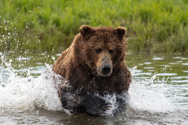 Alaskan Brown Bear Lunging Attempt Catch Salmon Mikfik Creek Mcneil — Photo