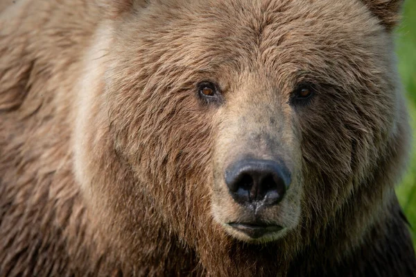 Portrait Alaskan Brown Bear Walking Field Mcneil River State Game — Foto de Stock