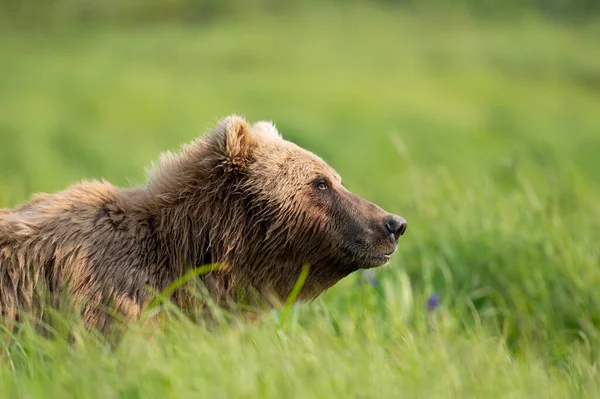 Urso Marrom Alasca Caminhando Por Alta Vegetação Reserva Estadual Caça — Fotografia de Stock