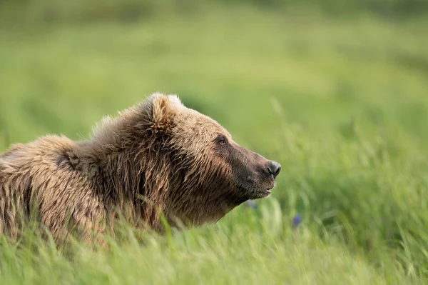 Alaskan Brown Bear Walking High Vegetation Mcneil River State Game — 스톡 사진