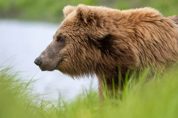 Alaskan Brown Bear Walking Shore Mikfik Creek Mcneil River State — Fotografia de Stock