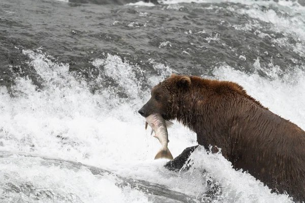 Alaska Braunbär Mit Einem Lachs Maul Den Wasserfällen Mcneil River — Stockfoto