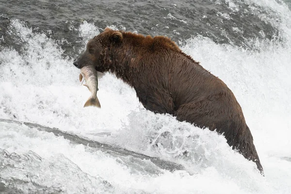 Urso Castanho Alasca Com Salmão Boca Nas Cataratas Mcneil River — Fotografia de Stock